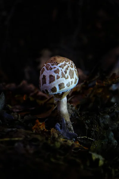 Plan Rapproché Marronnier Qui Pousse Dans Une Forêt — Photo