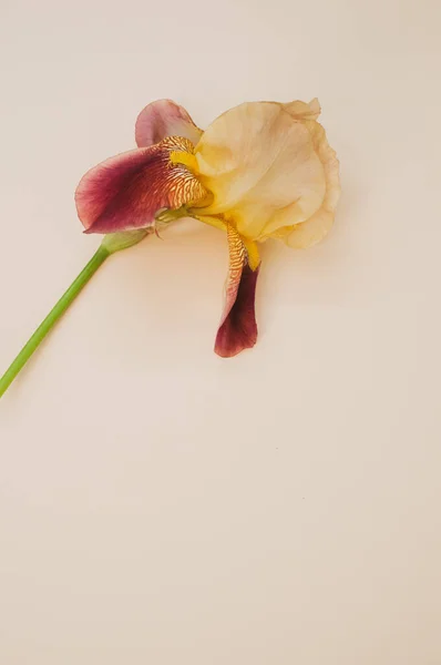 Eine Vertikale Aufnahme Einer Irisblume Auf Hellem Hintergrund — Stockfoto