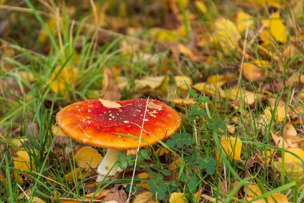 Primer Plano Una Mosca Roja Agárica Creciendo Bosque — Foto de Stock