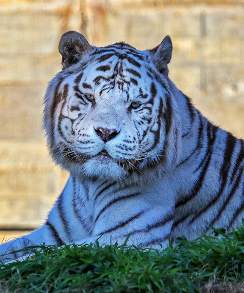 美しいベンガルトラが緑の草の上に横たわっている — ストック写真