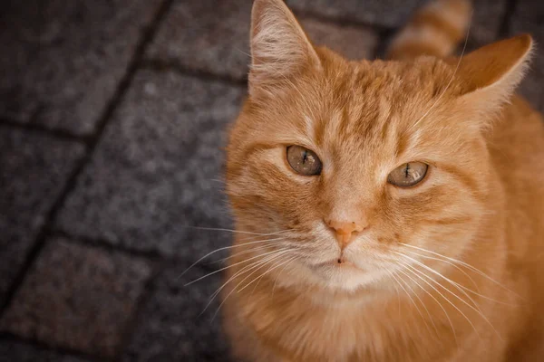 Gros Plan Beau Chat Roux Avec Beaux Yeux — Photo