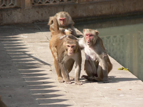 Sekelompok Monyet Menepuk Punggung Satu Sama Lain Benteng Agra Fort — Stok Foto
