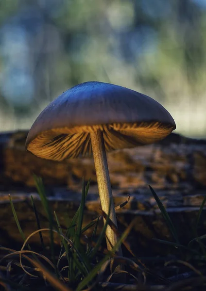 Cogumelo Selvagem Com Chapéu Marrom Crescendo Uma Floresta — Fotografia de Stock