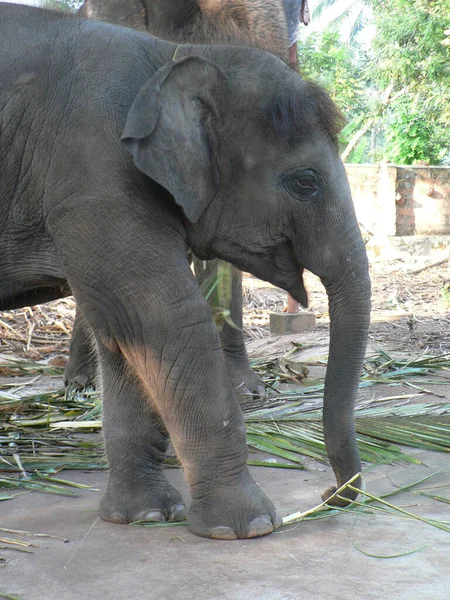 Pionowe Ujęcie Młodego Słonia Zbierającego Liście Mamą Przy Boku — Zdjęcie stockowe