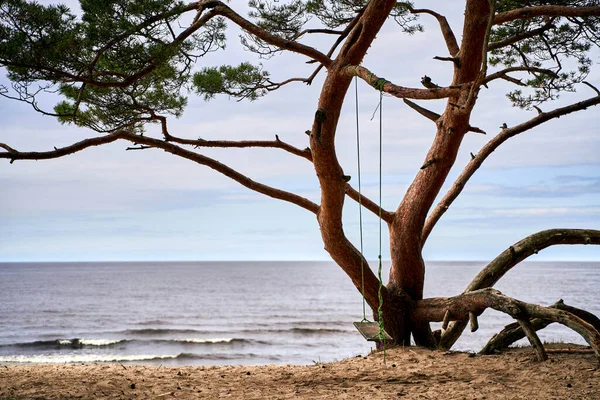 Дерево Разбросанными Ветвями Одним Качели Веревки Прикреплены Берега Моря — стоковое фото