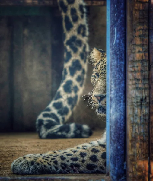 Leopardo Dormido Escondido Detrás Pared Madera — Foto de Stock