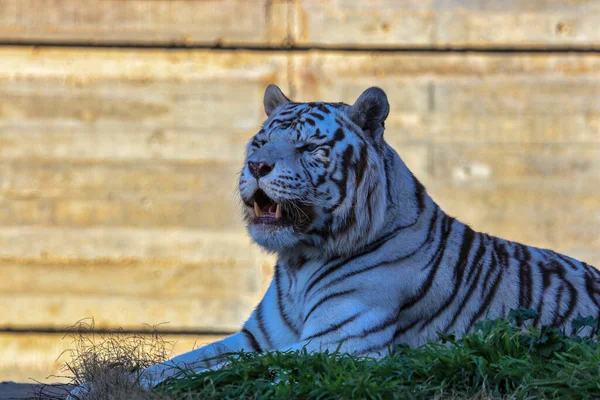 美しいベンガルトラが緑の草の上に横たわって轟音を立てて — ストック写真