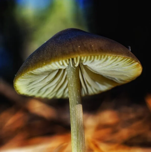 森の中で成長する茶色のキャップを持つ野生のキノコ — ストック写真