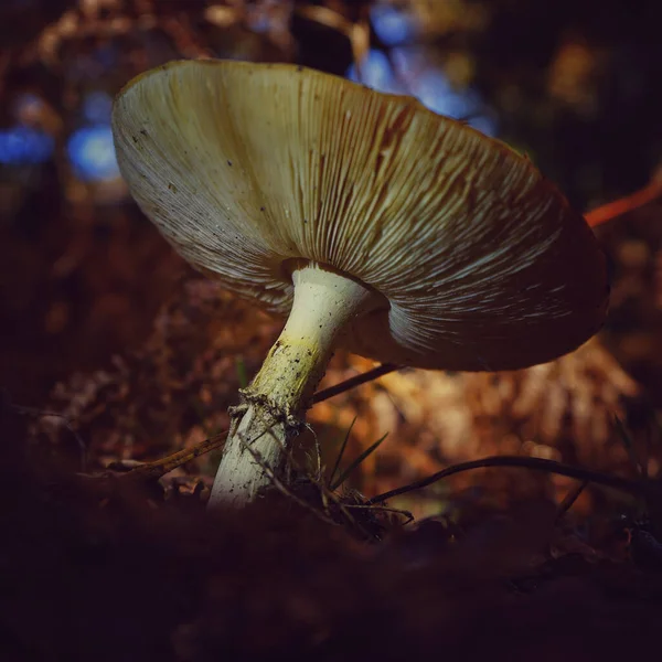 Nahaufnahme Eines Exotischen Pilzes Auf Dem Mit Blättern Bedeckten Boden — Stockfoto