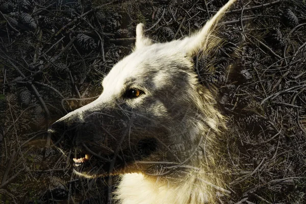 Primer Plano Cabeza Lobo — Foto de Stock