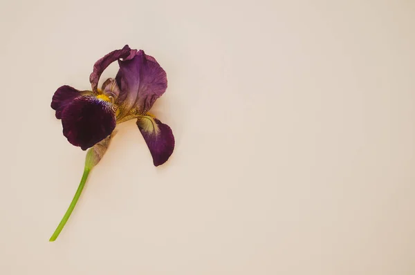 Detailní Záběr Duhovky Květiny Světle Zbarvené Pozadí — Stock fotografie
