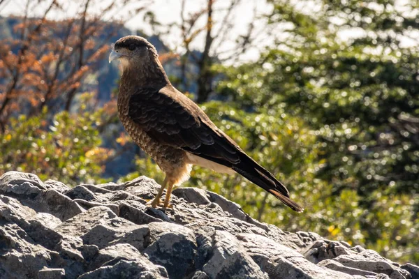 Une Buse Commune Debout Sur Une Surface Pierreuse Dans Forêt — Photo