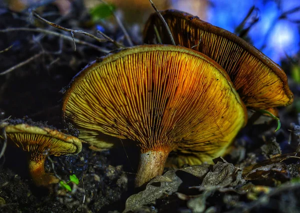 Eine Nahaufnahme Von Pilzen Mit Umgedrehten Kappen — Stockfoto