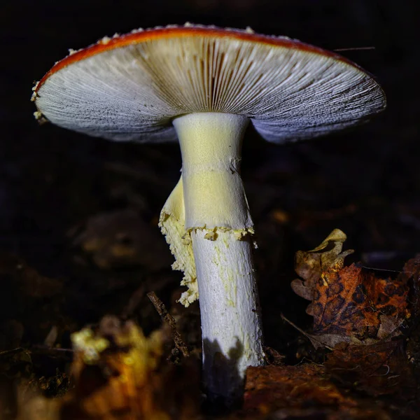 Fly Agaric Mushroom Forest — Stockfoto