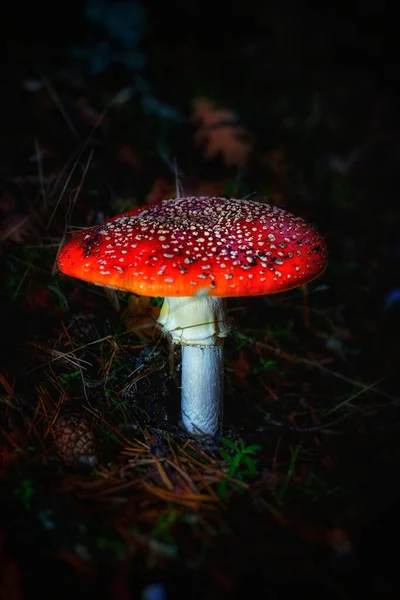 在森林覆盖着叶子的地面上的一种奇异蘑菇的垂直拍摄 — 图库照片
