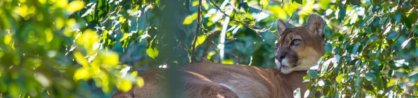 Tiro Panorâmico Puma Deitado Entre Vegetação — Fotografia de Stock