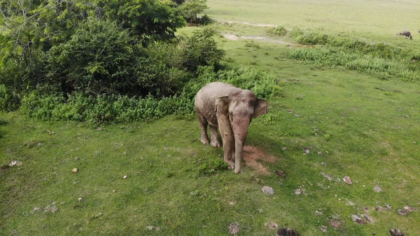 Veduta Aerea Elefante Che Passeggia Nella Foresta Ricca Fitta Vegetazione — Foto Stock