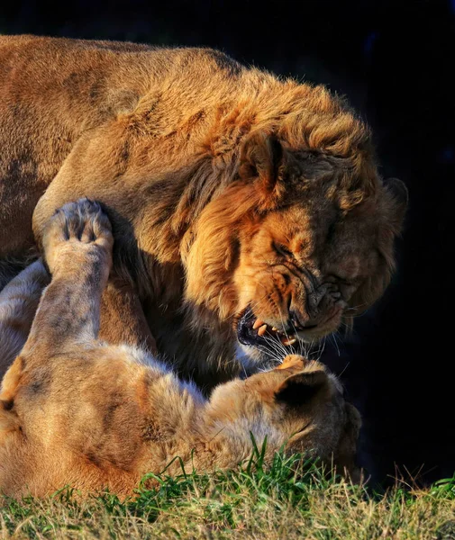 Ein Löwe Und Eine Löwin Kämpfen — Stockfoto