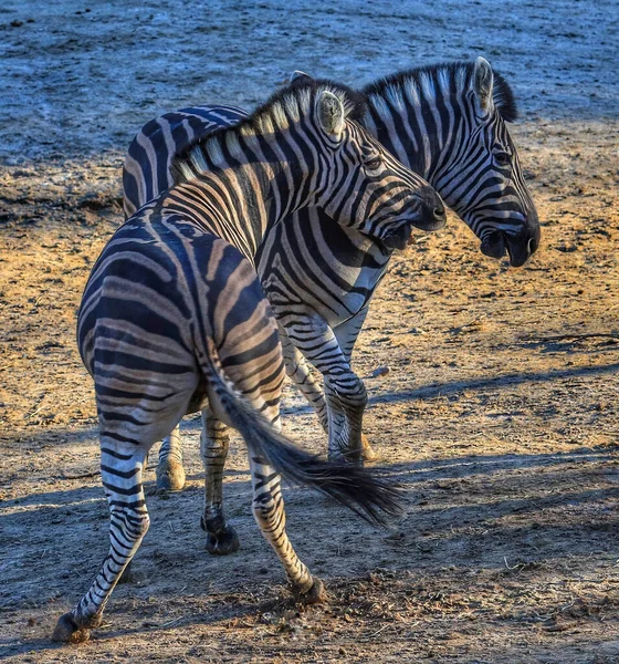 Zwei Zebras Ufer — Stockfoto
