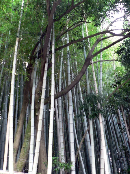 Nádherný Bambusový Les Arashiyama Japonském Kjótu — Stock fotografie