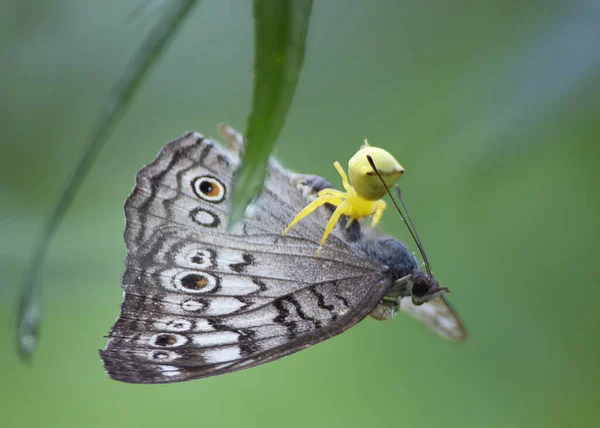 Een Mooie Foto Van Grijze Viooltje Junonia Atlites Nymphalid Vlinder — Stockfoto