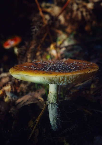 在森林覆盖着叶子的地面上的一种奇异蘑菇的垂直拍摄 — 图库照片