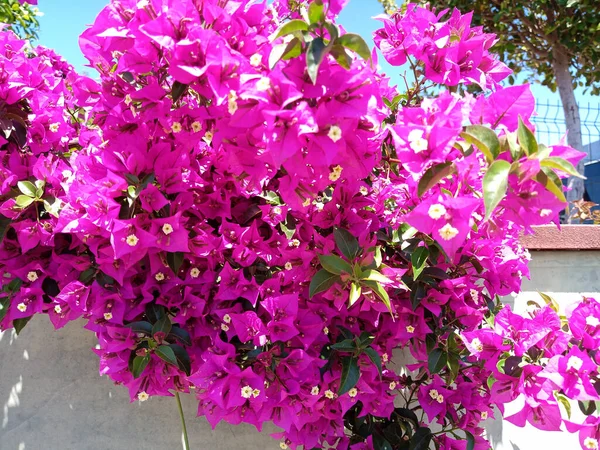 Närbild Skott Rosa Pappersblommor Med Gröna Blad — Stockfoto