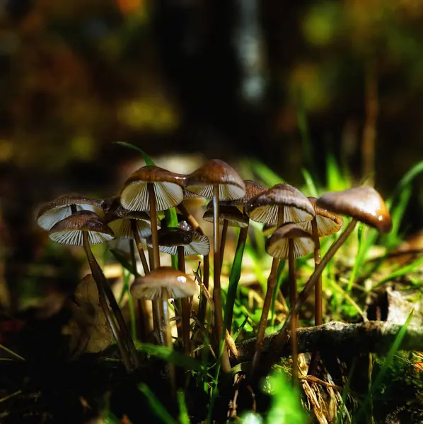 Eine Nahaufnahme Von Psilocybe Pilzen Einem Wald — Stockfoto