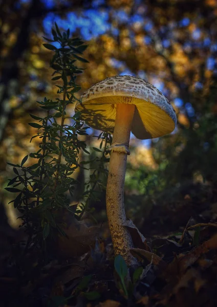 Hongo Silvestre Con Una Gorra Marrón Creciendo Bosque — Foto de Stock