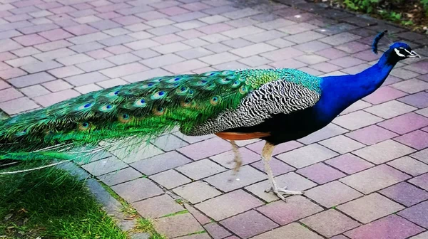 Eine Schöne Bunte Indische Pfaue Park — Stockfoto