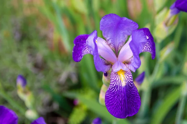 Closeup Shot Blooming Iris Flower — Stock Photo, Image