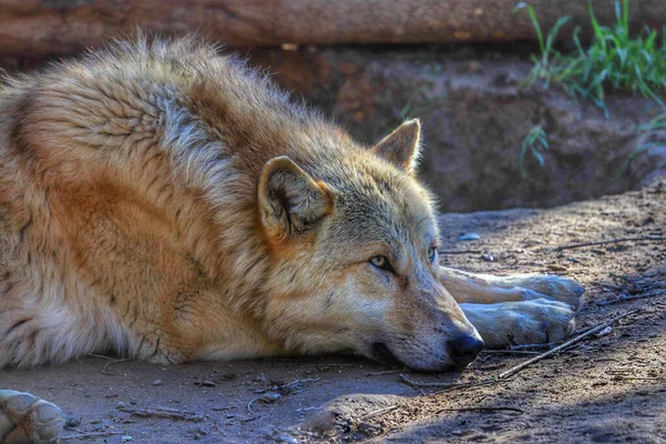 Wolf Lying Ground — Stock Photo, Image