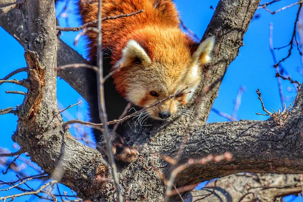 Panda Vermelho Fofo Bonito Uma Árvore — Fotografia de Stock