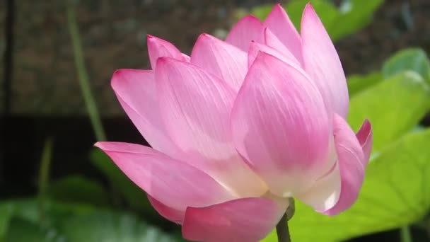 Belle Floraison Lotus Poussant Dans Étang Jour Été — Video