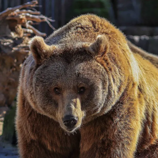 茶色のふわふわのクマのクローズアップショット — ストック写真