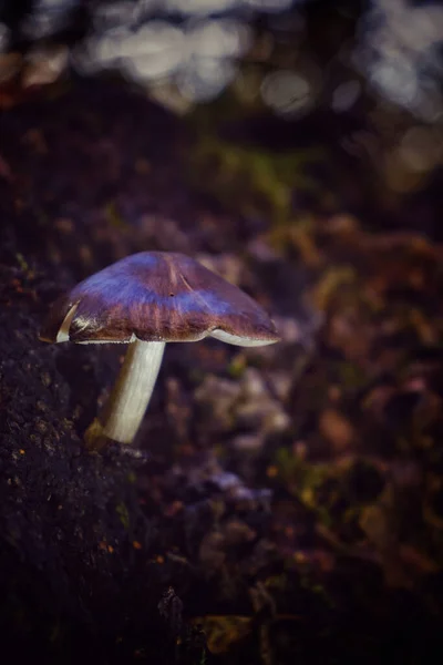 一种生长在森林中的带褐色帽子的野蘑菇 — 图库照片