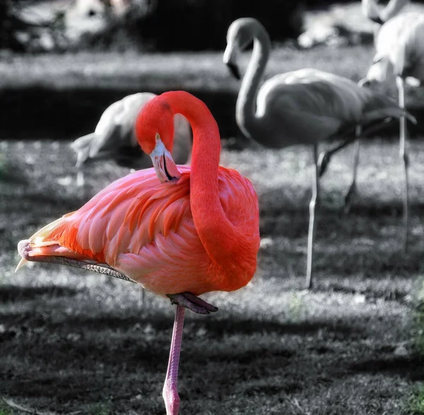 Een Flamingo Een Grijze Achtergrond — Stockfoto