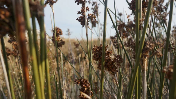 Eine Nahaufnahme Von Stachelkraut Das Auf Dem Feld Wächst — Stockfoto