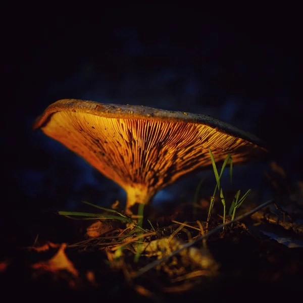Nahaufnahme Eines Exotischen Pilzes Auf Dem Mit Blättern Bedeckten Boden — Stockfoto