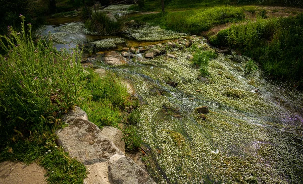 Красивый Снимок Бассейна Белыми Цветами Лесу — стоковое фото