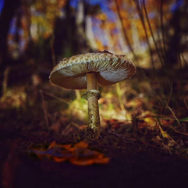 Primer Plano Hongo Exótico Suelo Cubierto Hojas Del Bosque — Foto de Stock