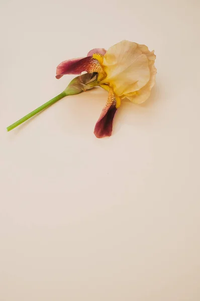 Plan Vertical Une Fleur Iris Sur Fond Couleur Claire — Photo