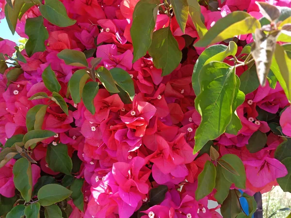 Eine Nahaufnahme Von Rosa Papierblumen Mit Grünen Blättern — Stockfoto