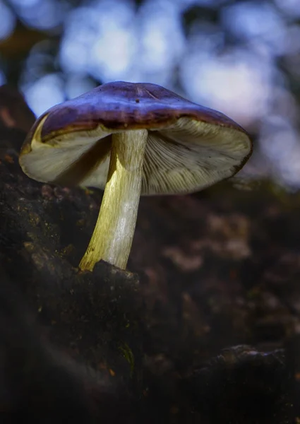 森の中で成長する茶色のキャップを持つ野生のキノコ — ストック写真