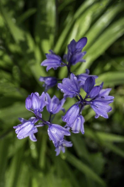 Vertical Closeup Shot Beautiful Blooming Bluebell Flowers — Φωτογραφία Αρχείου