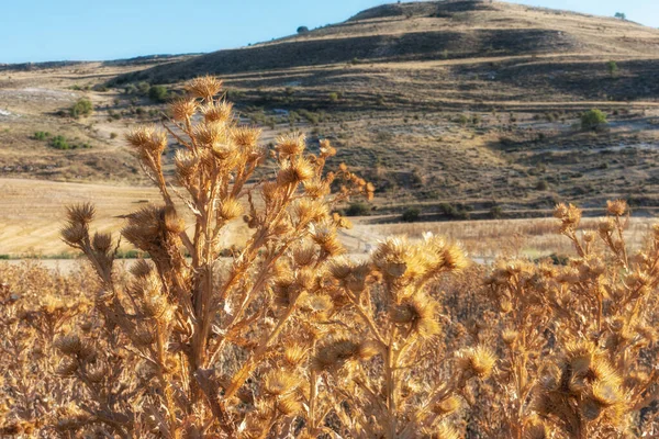 Closeup Dry Plants Desert Bare Hills Background Sunny Clear Sky — Stock Photo, Image