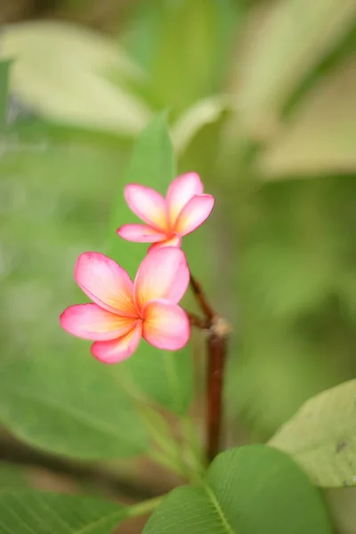 A vertical shot of a pink Gardenia flower with green leaves on a blurred background