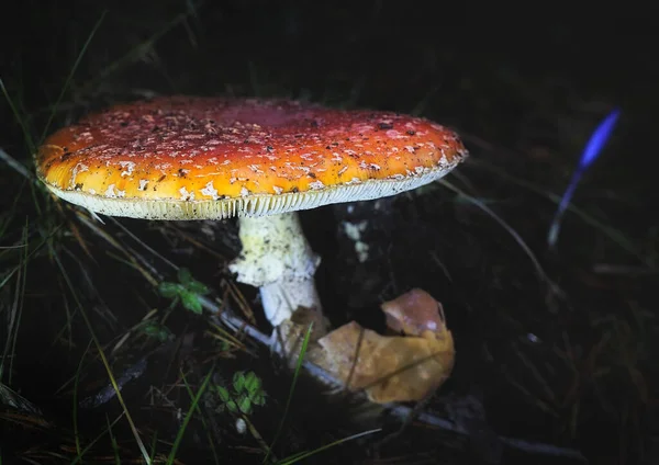 Egy Légy Agaric Gomba Erdőben — Stock Fotó