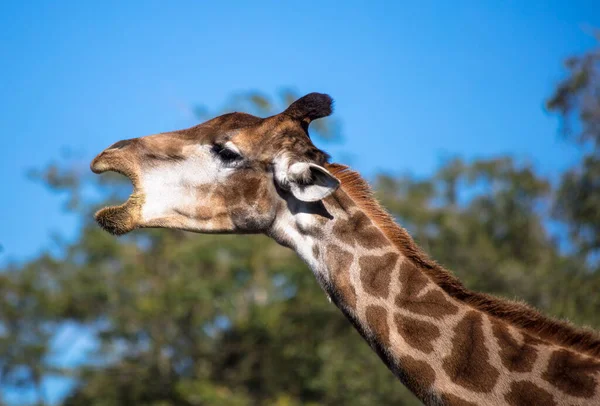 Portrait Une Girafe Avec Des Arbres Verts Arrière Plan — Photo