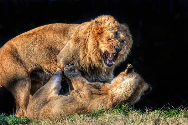 Leão Uma Leoa Lutando — Fotografia de Stock